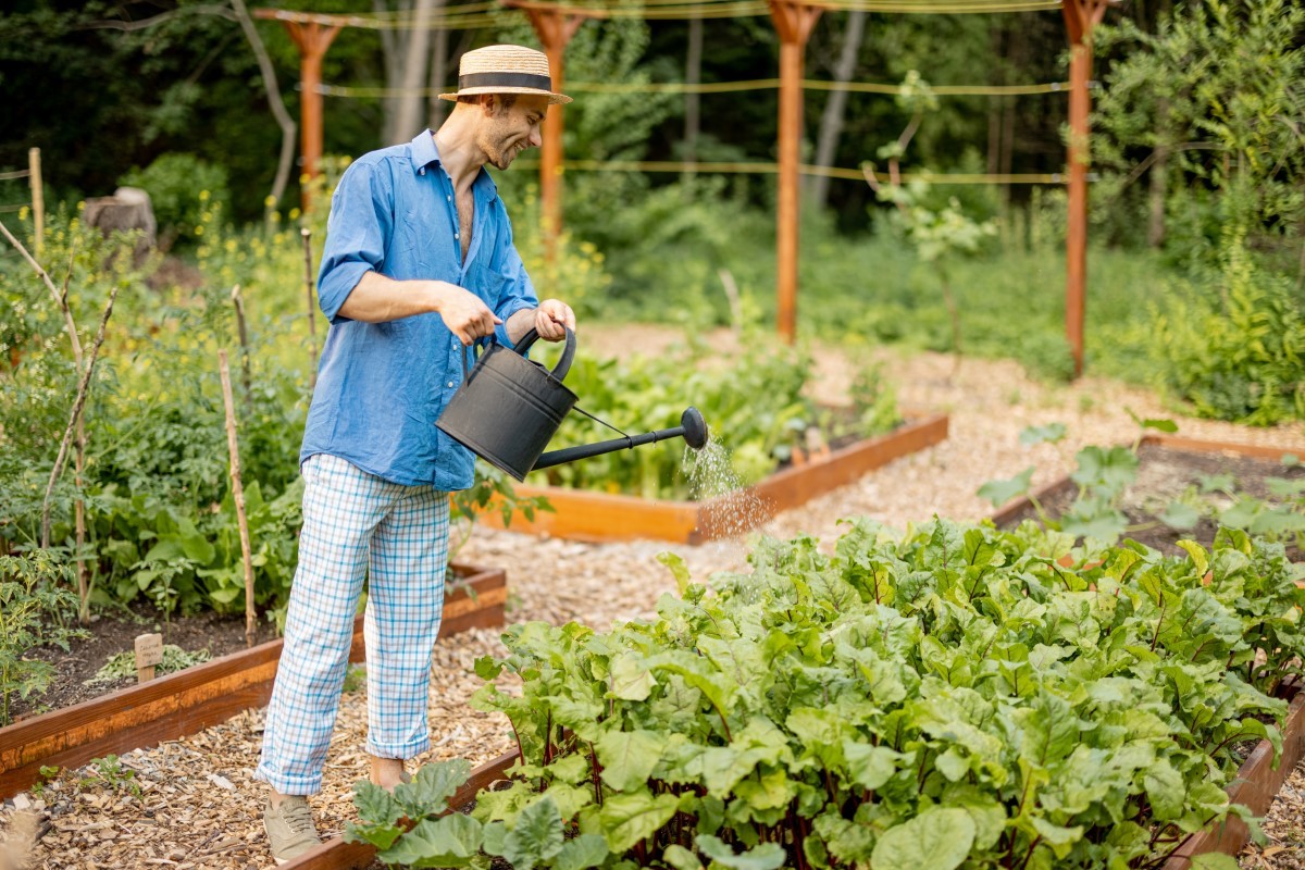 Arrosage des courgettes