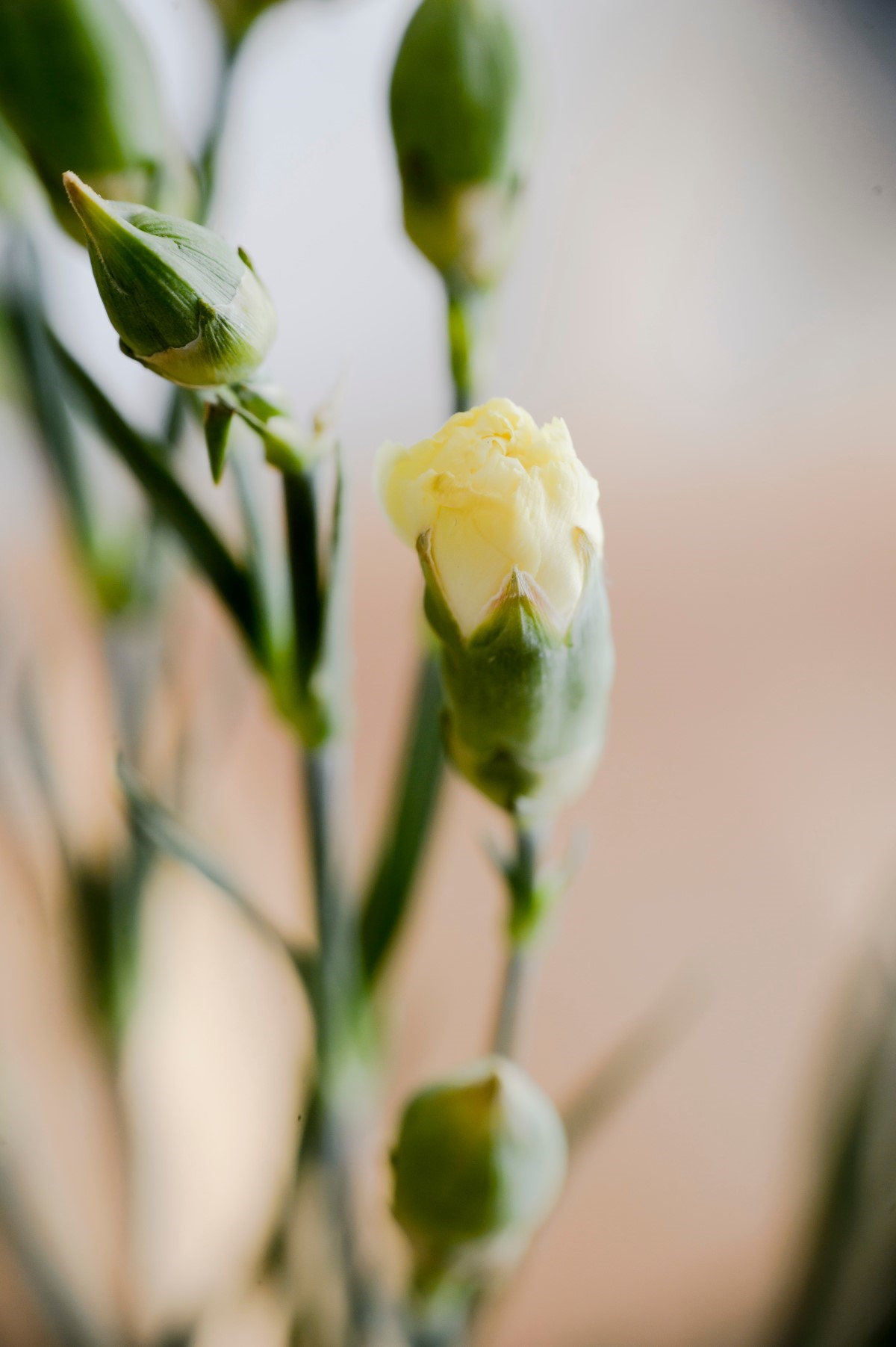 Cultiver des roses vertes