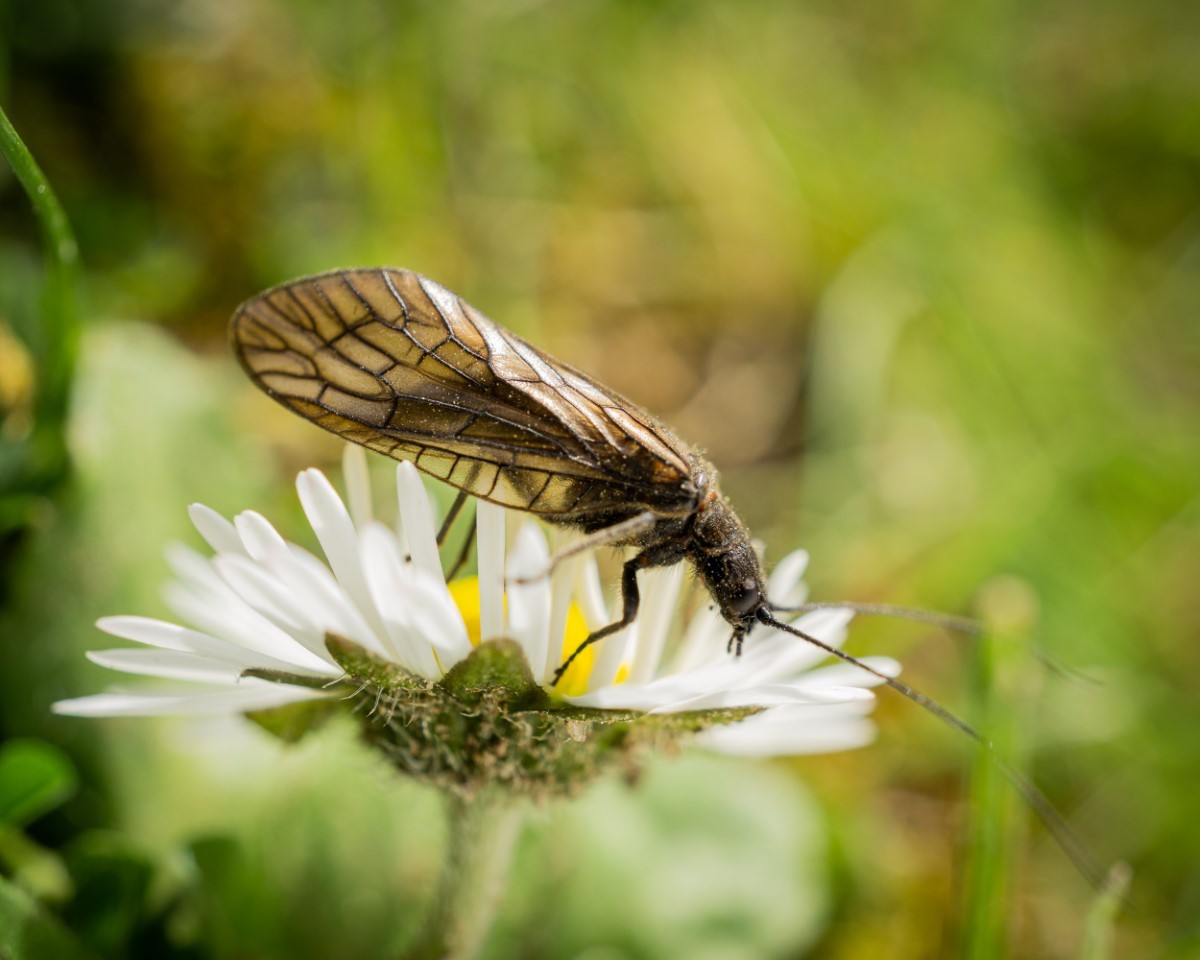 Tout sur cet insecte méconnu