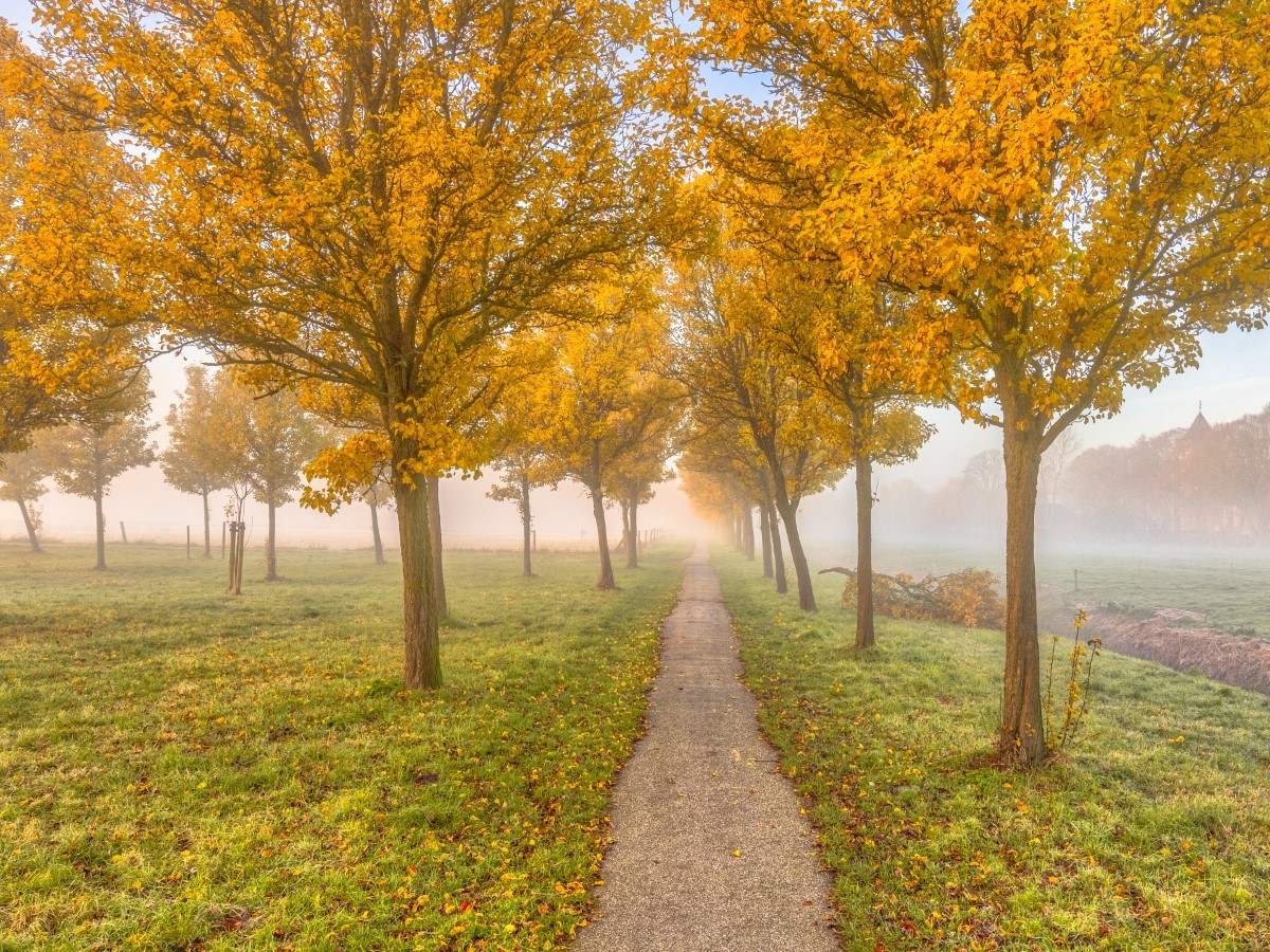 arbres à écorce décorative