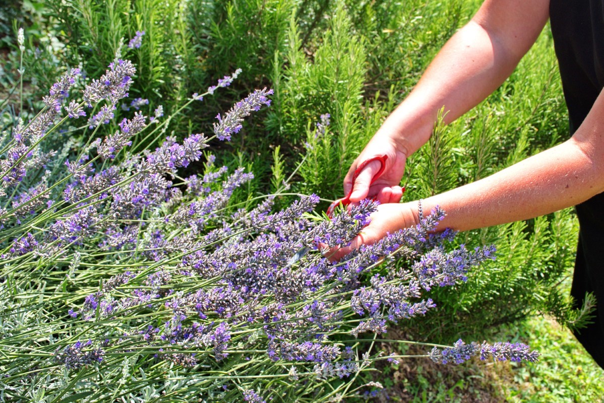 bouturer la lavande Angustifolia