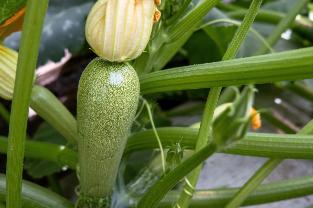 courgettes du jardin