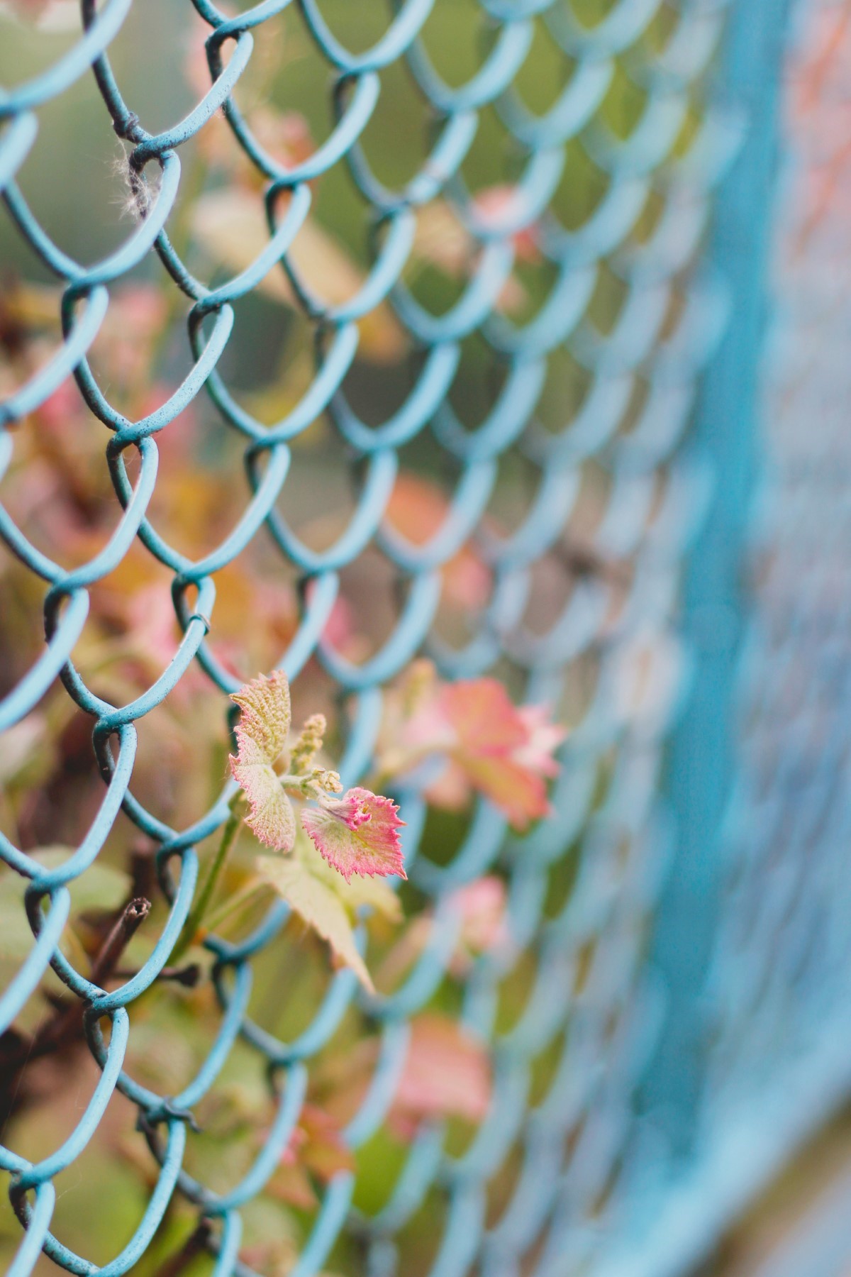 grillage de jardin