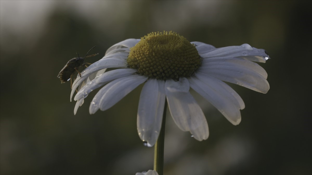 insecte méconnu