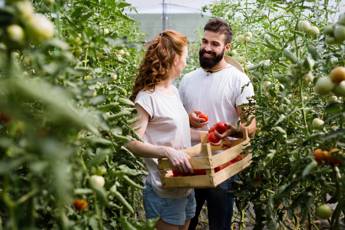 mildiou de tomates