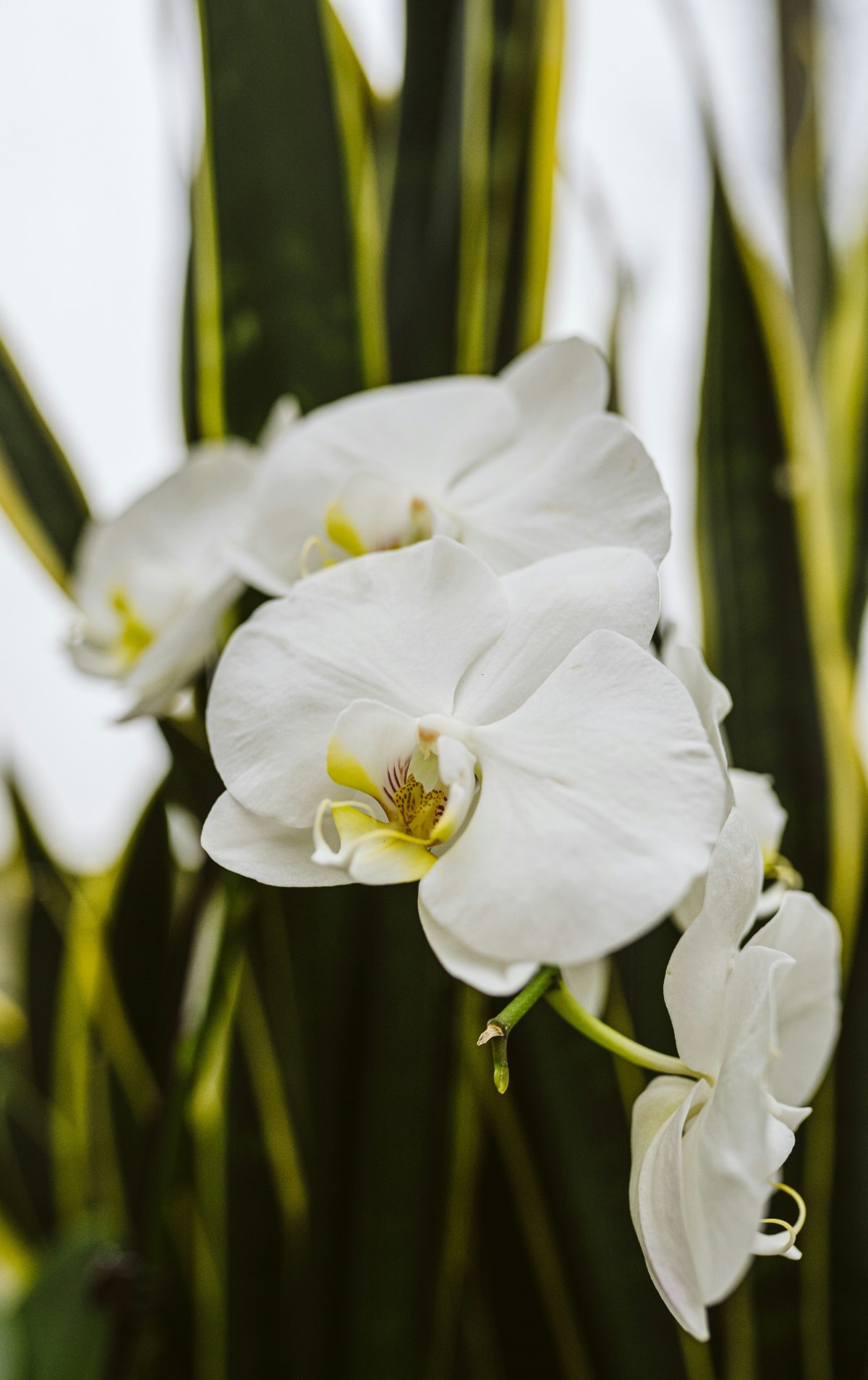 variétés élégantes de fleurs blanches