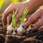 Planter ail débutants