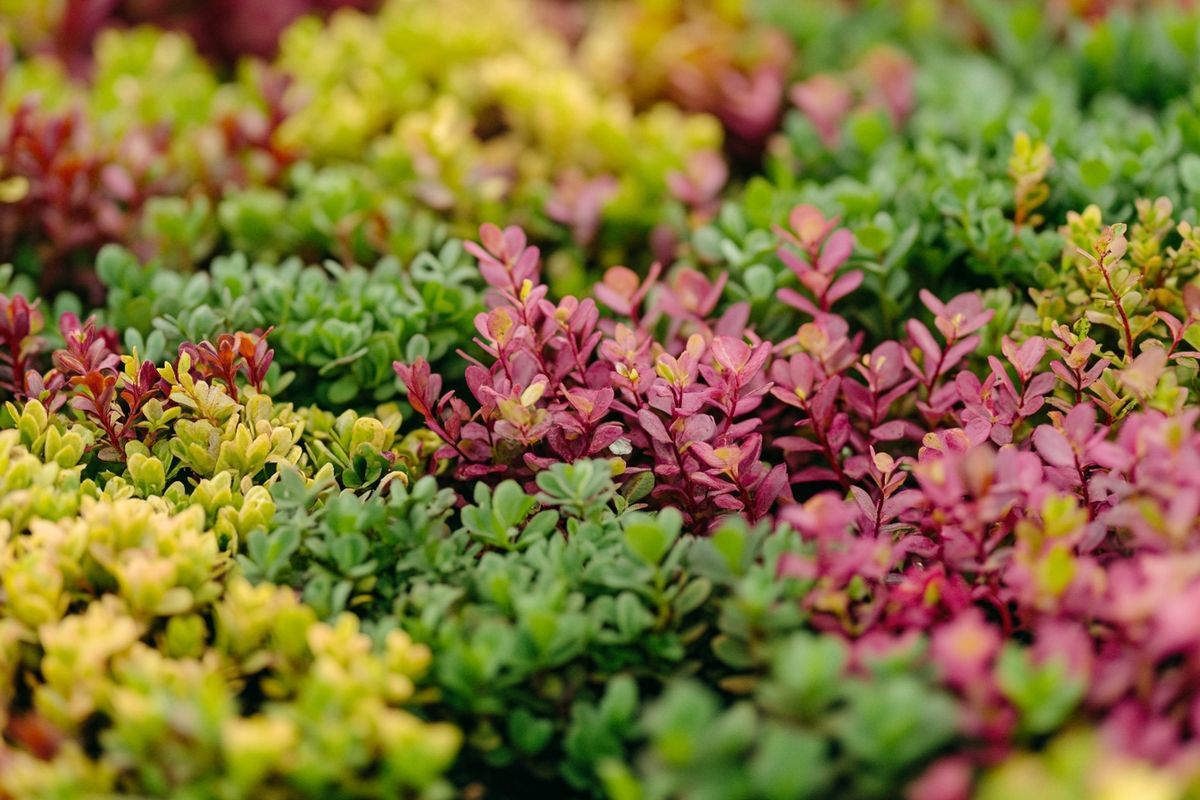 Comment sélectionner une plante couvre-sol persistant à croissance rapide