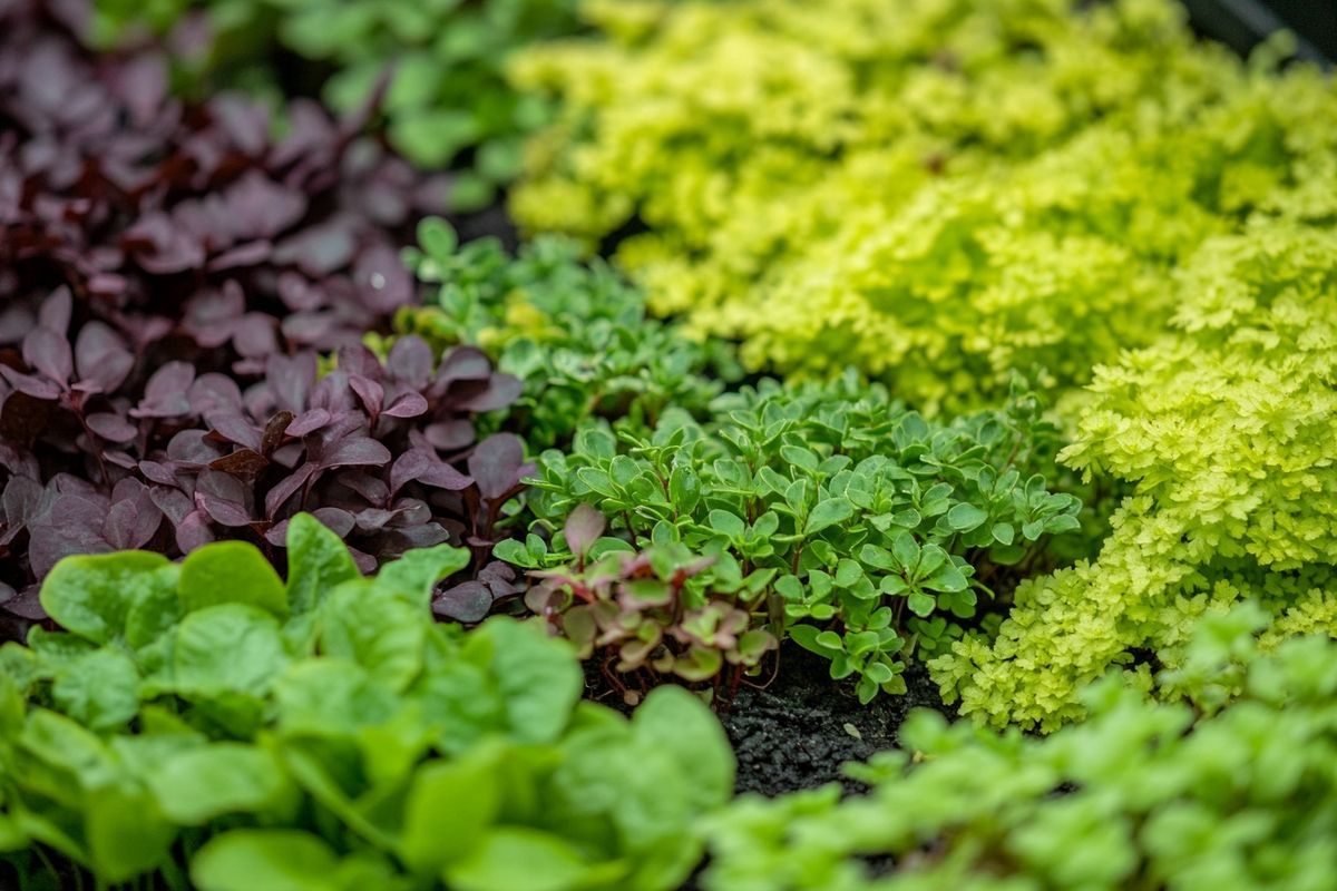 Critères de sélection d'une plante couvre-sol