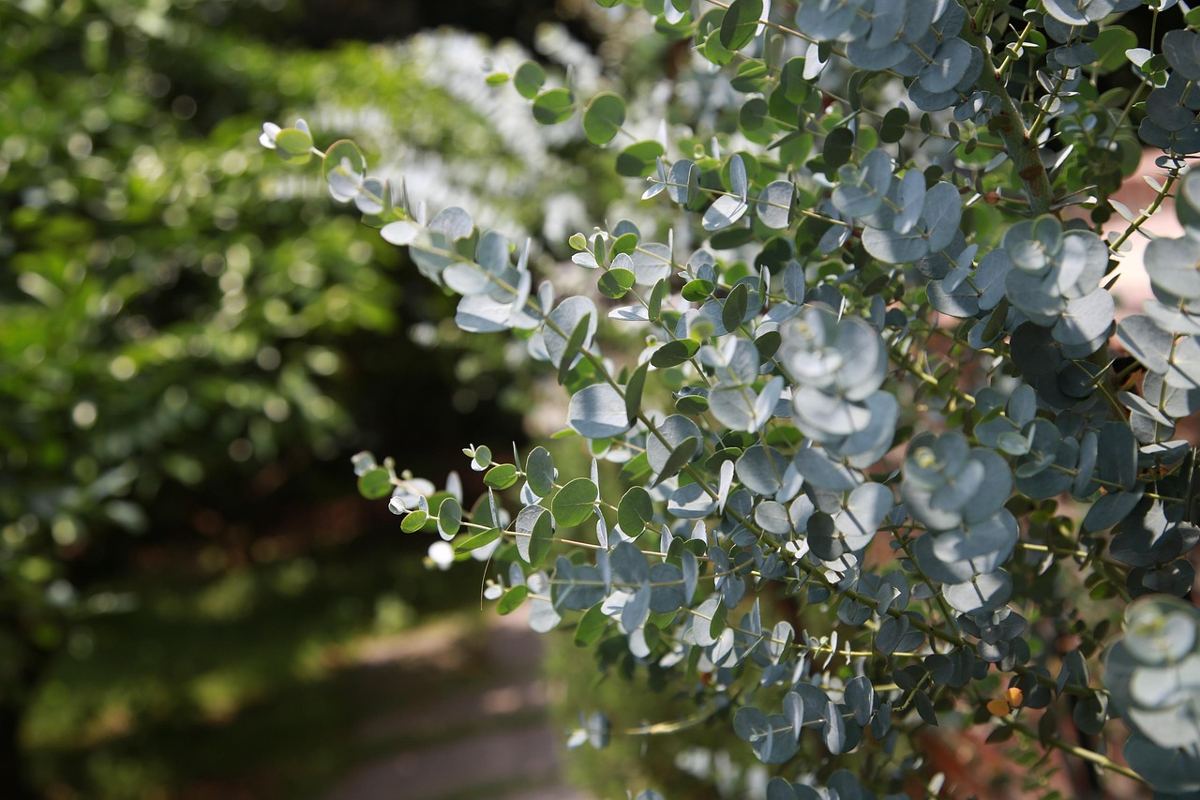 Eucalyptus Gunnii