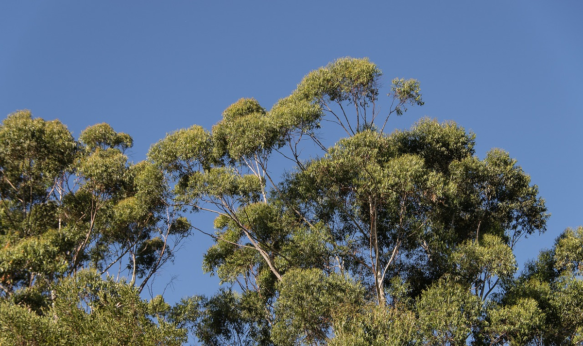 maladies Eucalyptus